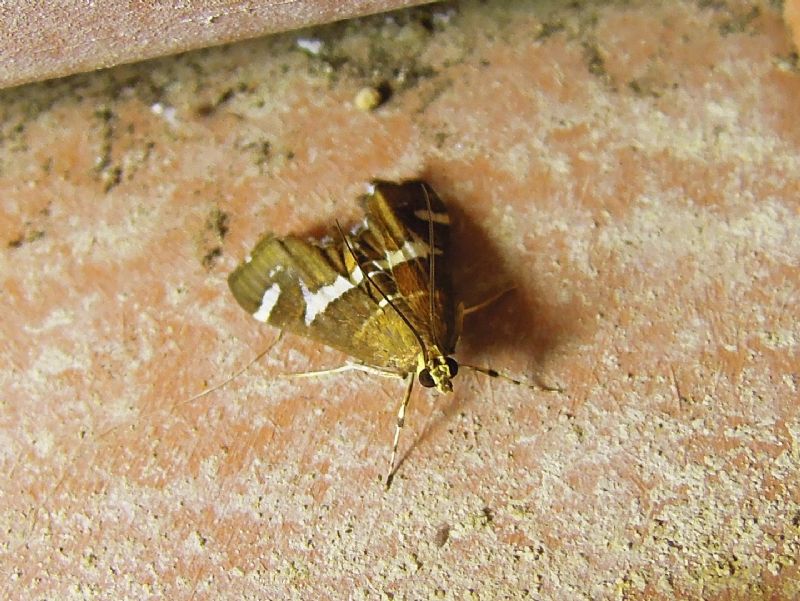 Spoladea recurvalis (crambidae)